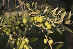 pro-enrich project transforms agricultural residue olive tree